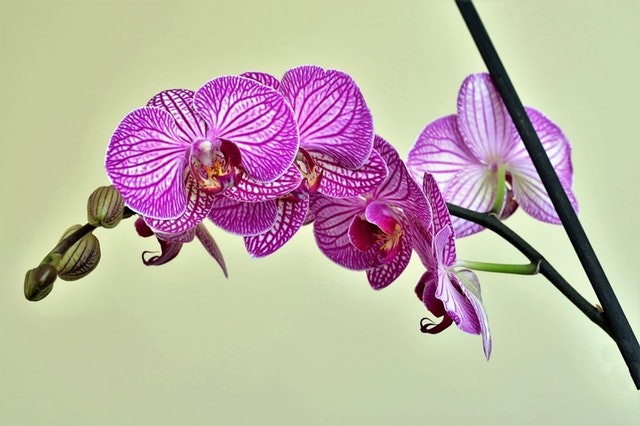 orchidee