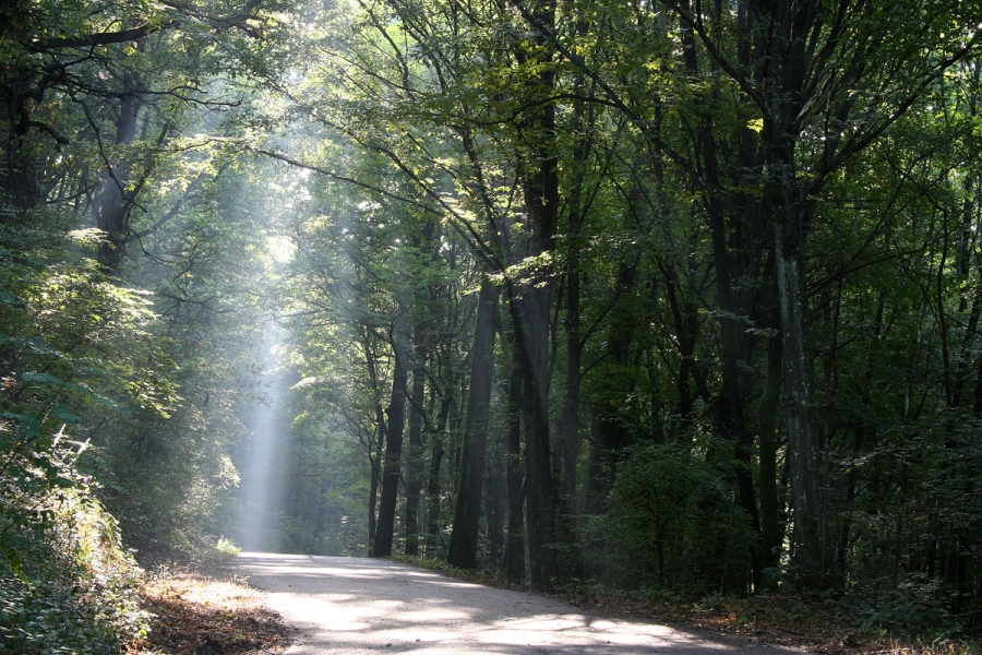 Parco-Boschi-di-Carrega